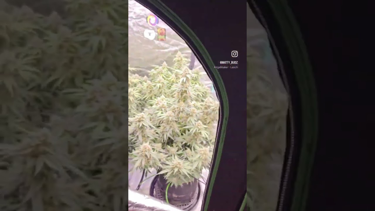 HUGE Autoflowers being grown under the Slim 600H NextGen in a 4x8 tent 