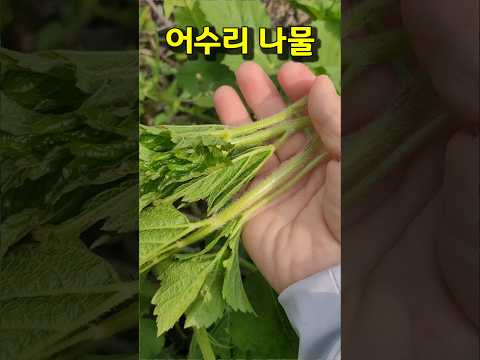 정원산나물 어수리 숏폼 예시 1