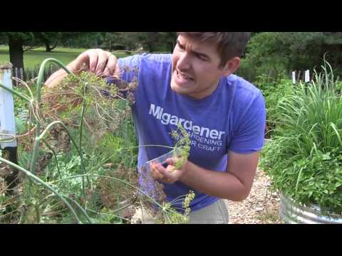 Video: How To Brew Dill Seed