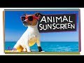 Animal Sun Protection Quiz