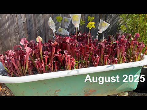 Nepenthes (ventricosa x sibuyanensis) x caranculata for sale
