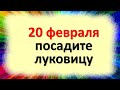 20 февраля, волшебный день, посадите луковицу на срочные деньги. Народные приметы в день Луки