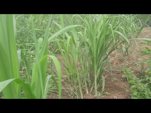 Video: Apa Itu Penggerek Tebu - Tips Mengatasi Penggerek Tebu Di Kebun