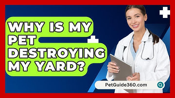 Why Is My Pet Destroying My Yard? - PetGuide360.com