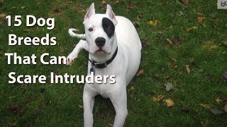 15 Dog Breeds That Can Scare Intruders by Samantha's Animal Facts 300 views 3 years ago 6 minutes, 30 seconds
