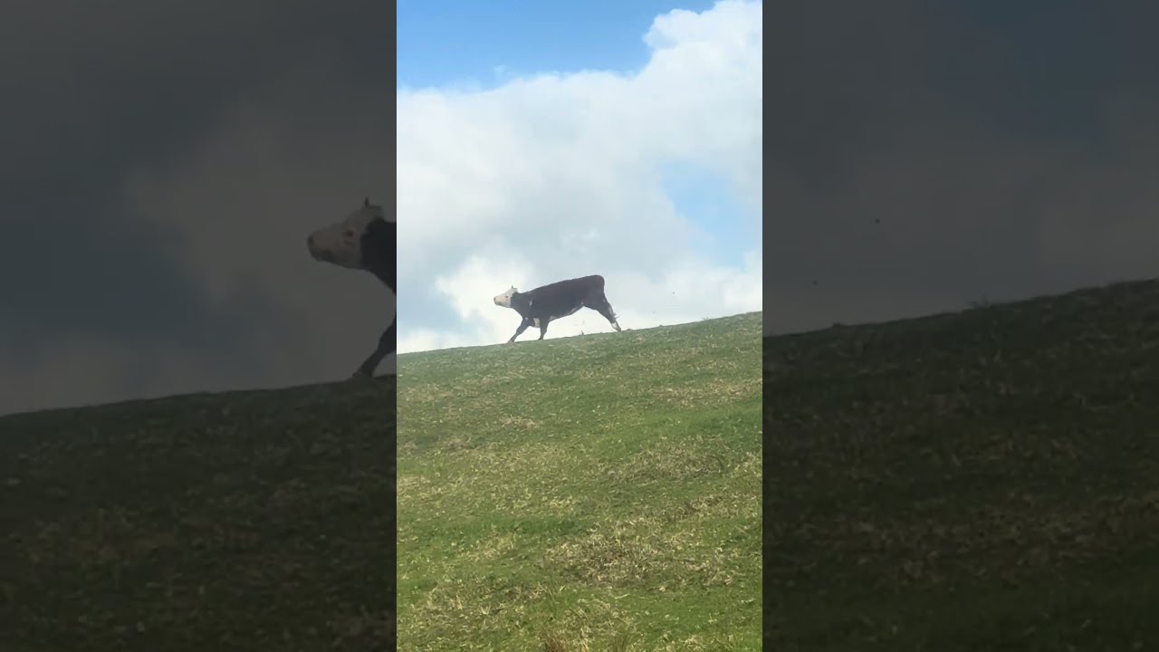 Funny cow tipping videos sale