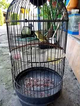 Pleci Pacitan Paut Tiga Bulan#pleci #burungkicau #plecimaniaindonesia #pacitan #jatim