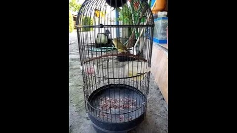 Pleci Pacitan Paut Tiga Bulan#pleci #burungkicau #plecimaniaindonesia #pacitan #jatim