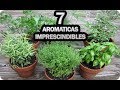 7 Aromáticas IMPRESCINDIBLES En El Huerto Urbano O Jardín || La Huertina De Toni