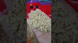 Benih INPARI 49.. Bulir padinya BESAR-BESAR😍😍