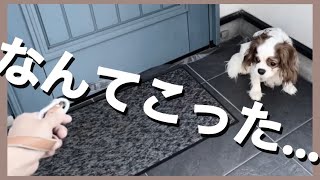 キャバリアとの楽しい休日になるはずが悲しい結末に！？【キャバリアるっちゃんのゆる〜い日常】