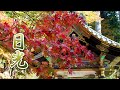 NIKKO【Autumn colors】UNESCO World Heritage Shrines and Temples in Nikko.日光東照宮 #4K