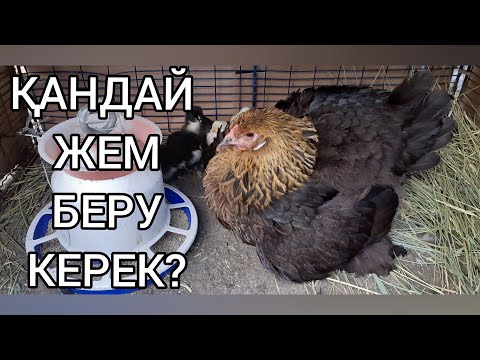 Бейне: Тауық туралы бәрі: қалай күтіп-бағу керек