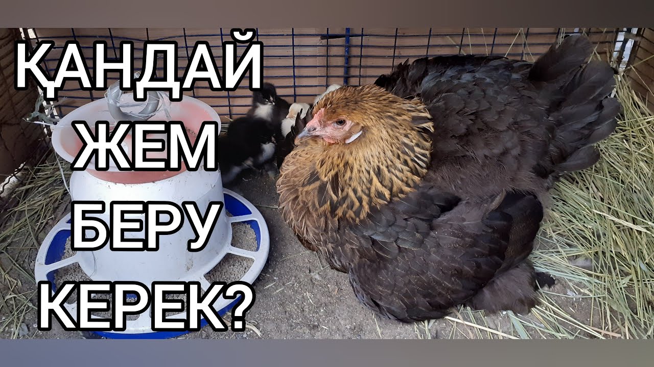 3күндік балапанға қандай жем беру керек? 4.бөлім