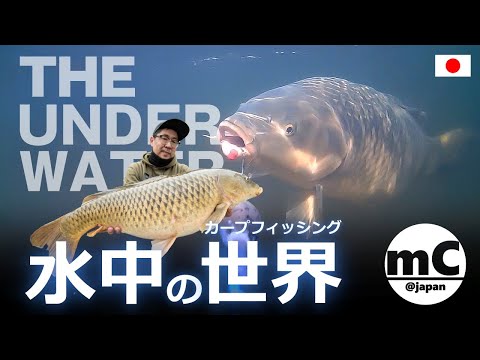THE UNDER WATER カープフィッシング “水中の世界” 針掛かりの仕組み