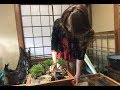 あたしの盆栽　　寄せ植え（黒松）