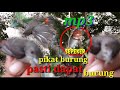 Buat Pikat Burung Kemadik Pasti Dapet Burung Mp3 - Mp4 Download