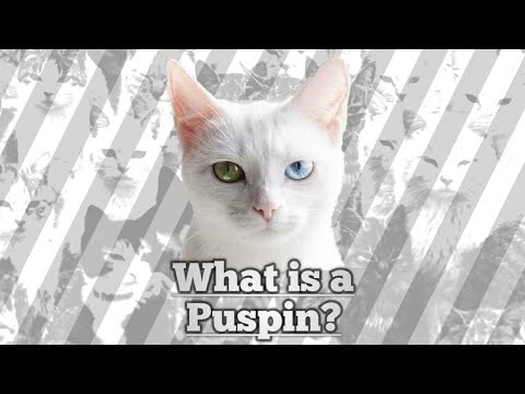 Video: Ano ang HESI cat?