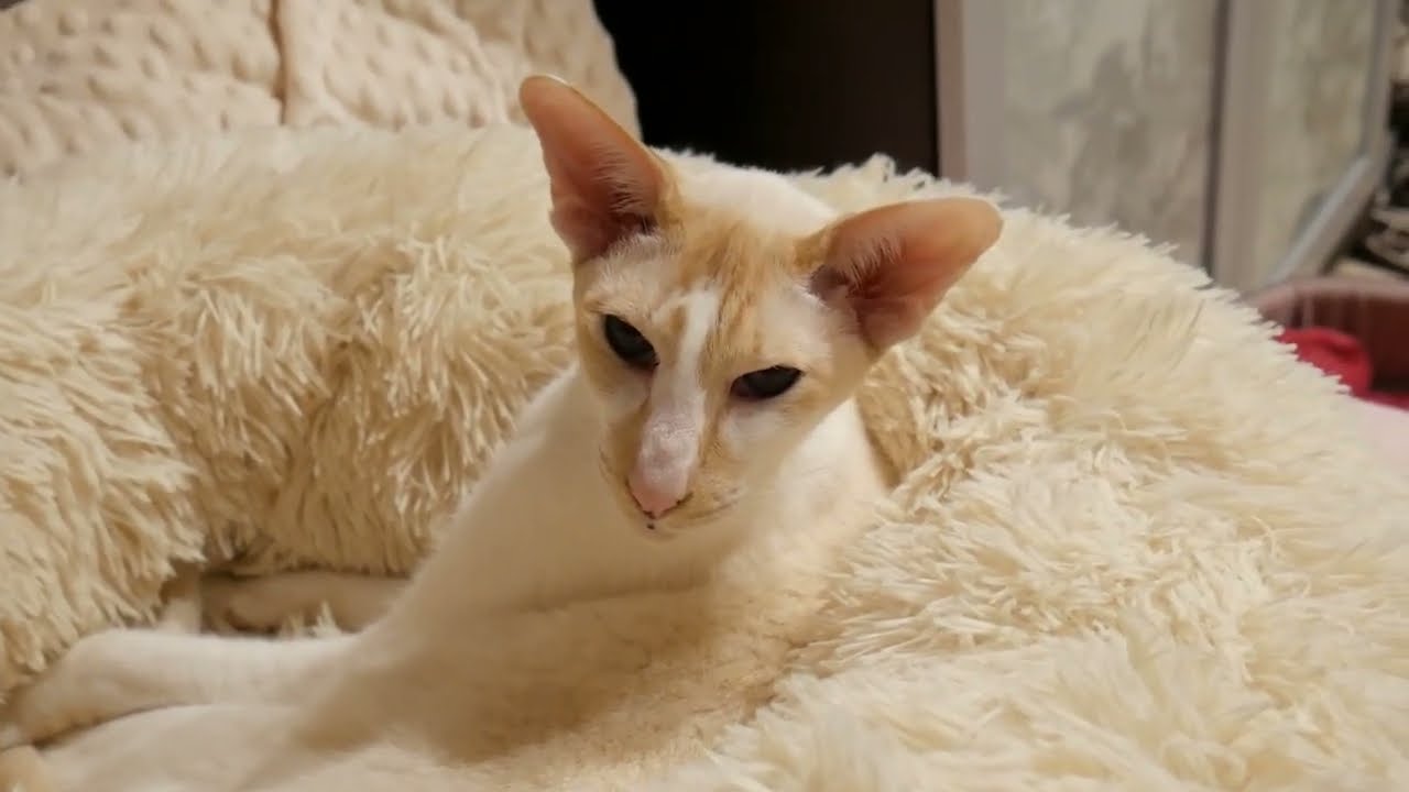 17.Nasz krzykacz Bartuś ( kot seszelski krótkowłosy, niebieskooki )