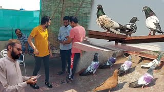 Parwazi Chat Sy Shok Sath Zaherbaad Ka Illaj Hashim Mahmood Pigeons