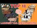Top 18 largest tail sheep breeds in the world  fattailed rumped  thintailed  country best sheep
