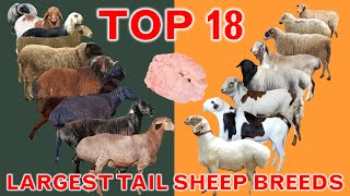 Top 18 Largest Tail Sheep Breeds in the World | Fat-Tailed Rumped | Thin-Tailed | Country Best Sheep
