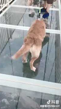 Haha..!! Anjing Juga Takut Melewati Jembatan Kaca Di China