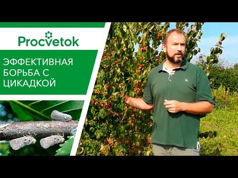 Видео: Что едят цикадки?