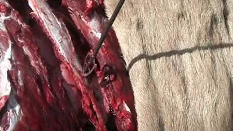 Maasai_Interview_Mark James.flv http://www.AlaskaBowhunting.com