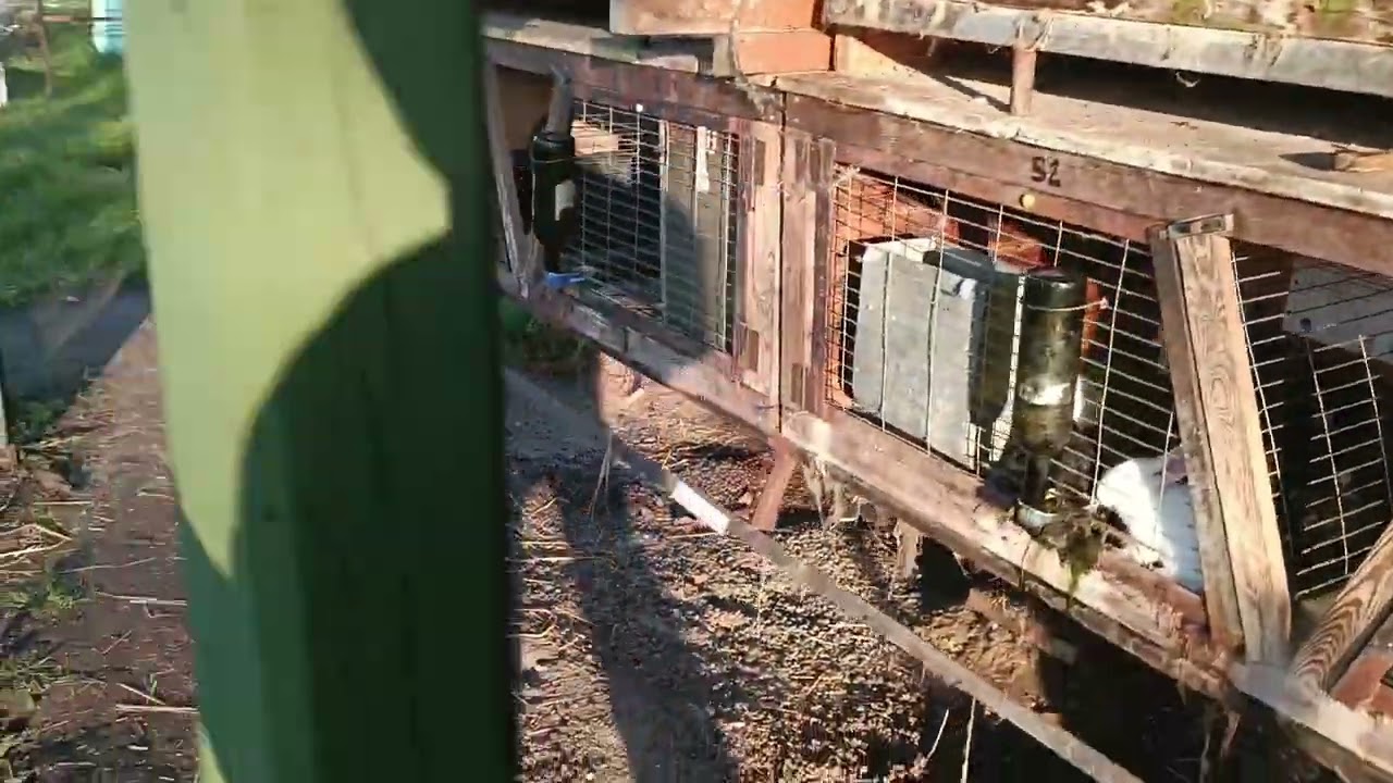 02 - Uchovnění králíků - moje doporučení začínajícím chovatelům.