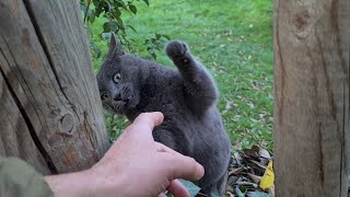 Funny and Angry Gray Cat.