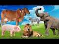 Fatos Sobre Amimais, Leão, Porco, Boi, Elefante, Macaco, O Som dos Animais