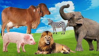 Learn facts about animals, lion, pig, ox, elephant, monkey, animal sounds: