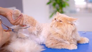 Is there any other cat as peaceful and loving as this?😻🛁✂️❤️ by Tosa Bebe Pet 10,044 views 3 months ago 4 minutes, 11 seconds