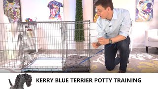 Kerry Blue Terrier Potty Training from WorldFamous Dog Trainer Zak George, Kerry Blue Terrier Puppy