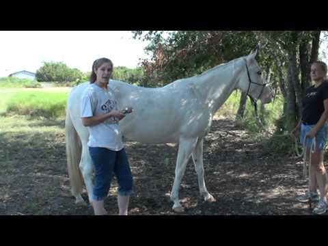 Using Essential Oils For Soothing Fatigued Muscles In The Horse - YouTube