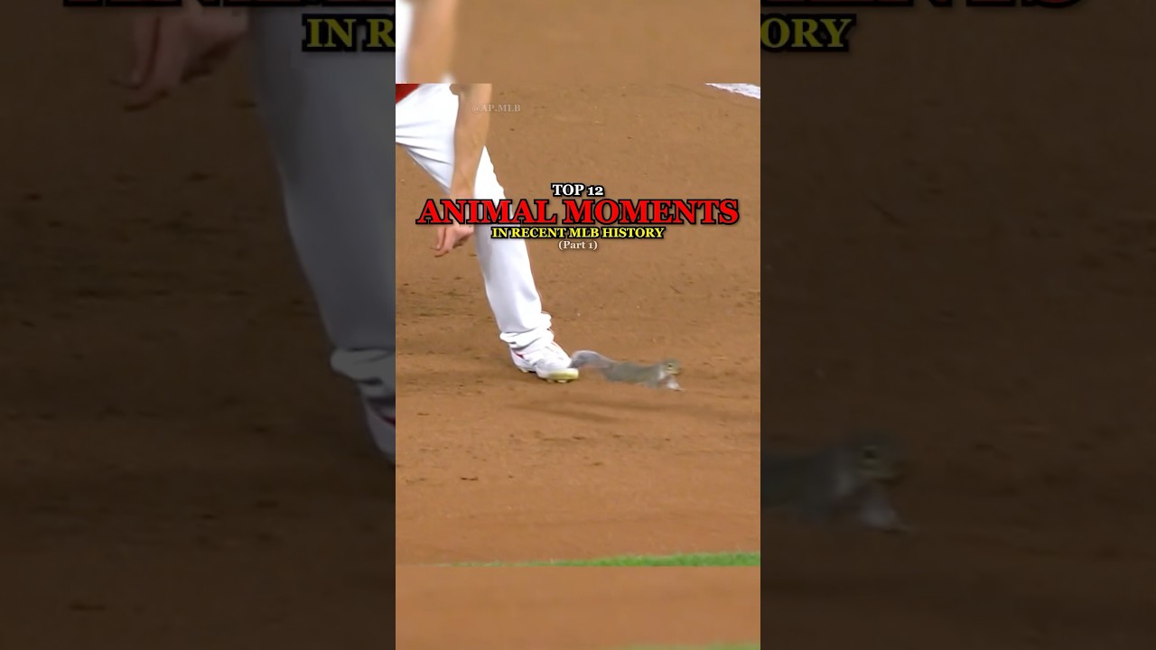 12 лучших моментов с животными в истории MLB | Часть 1