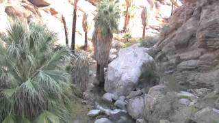 Hiking Andreas & Murray Canyon Trails  Palm Springs