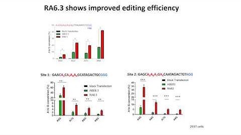 CRISPR-Based In Vivo Genome Editing and Base Editing