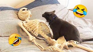 Funniest Animals 😂 Funny Cats Video 2023 😺 #14 by City of cats 738 views 11 months ago 6 minutes, 47 seconds