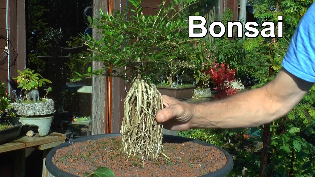 Bonsai im September mit Detlef Rmisch und jetzt an den Winter denken