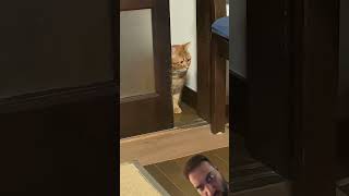 #cat #cute #pets #viral #funnyanimals