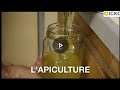 Lactivit dapiculture et des conseils pour les dbutants