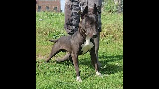 Working Bull Terrier / Vanelle’s Kennel Black Bull Terrier Line Part 1