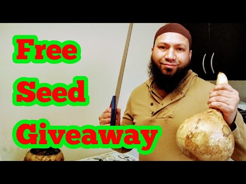 How To Save Gourd Seeds - Saving Gourd Seeds, Khodu Seeds