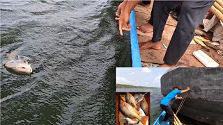 Using live shrimp for lots of bridge fish|| best fishing game || #fishing @bablusolkar