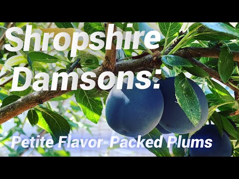 Video: Shropshire Prune Damson informacija: kaip užauginti Šropšyro slyvų Damsono medį