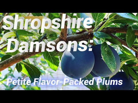 ვიდეო: Shropshire Prune Damson ინფორმაცია: როგორ გავზარდოთ Shropshire Prune Damson ხე