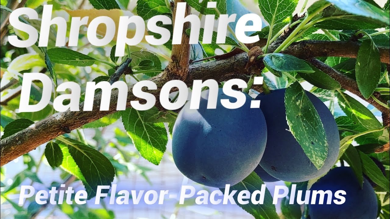Shropshire Damson An Ancient and Delectable Plum YouTube