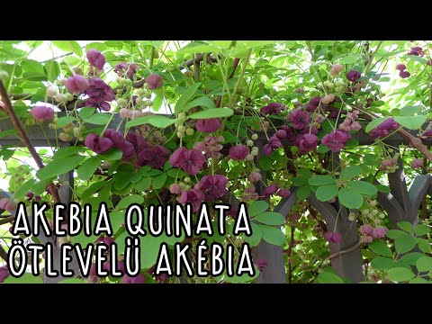 Vidéo: Akébia